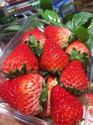 新洲草莓采摘园地址服务放心可靠「农耕田园」